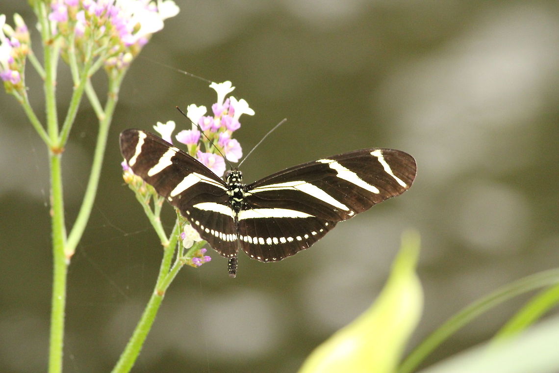 Zebra butterfly  Berkenhof,Geotagged,Heliconius charithonia,The Netherlands,Zebra Longwing