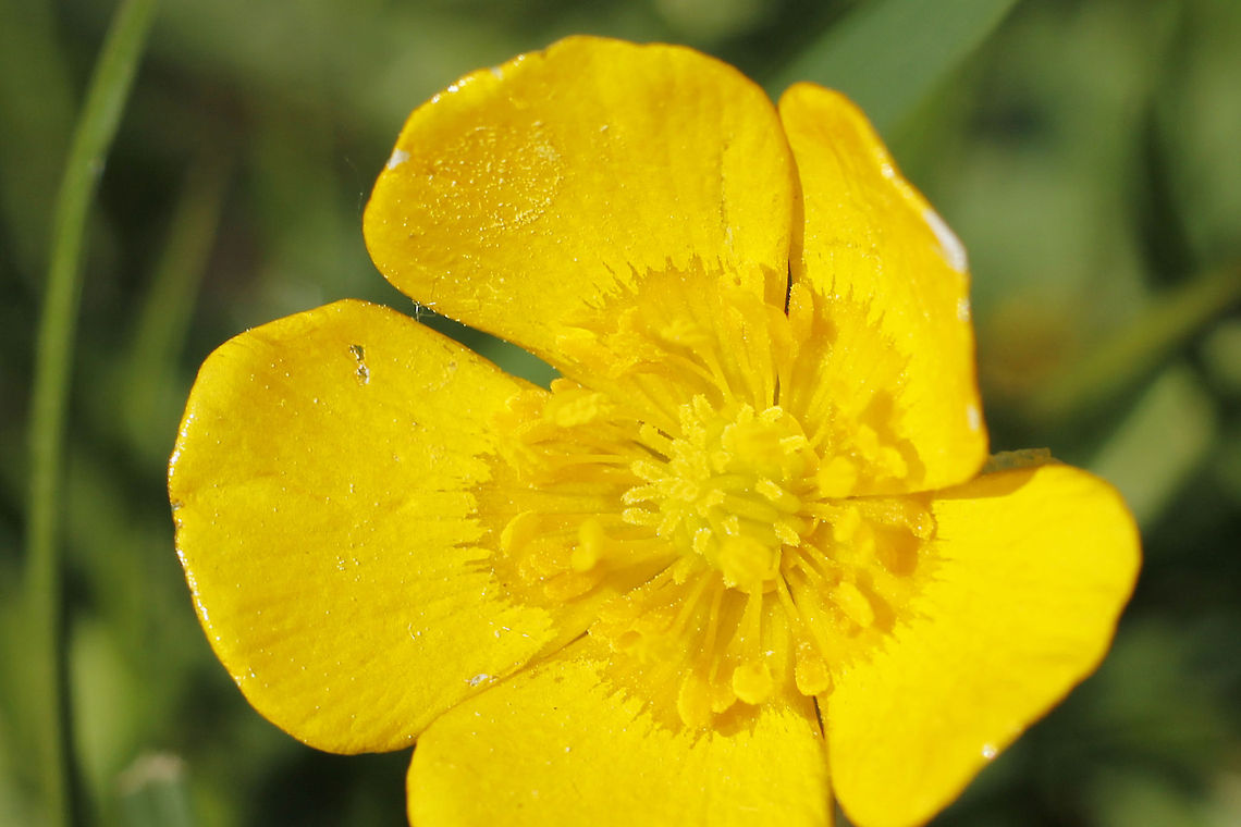 Common meadow buttercup You can see the pollen on the flower. Geotagged,Ranunculus acris,The Netherlands