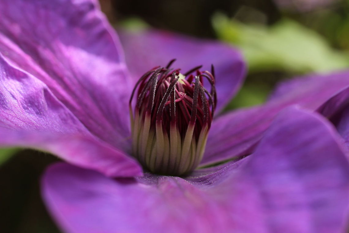 Purple clematis bathing in the sun  Anemone Clematis,Clematis montana,Geotagged,The Netherlands