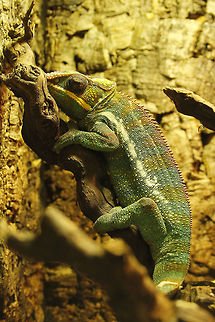 Panther chameleon  Berkenhof,Furcifer pardalis,Geotagged,Panther chameleon,The Netherlands