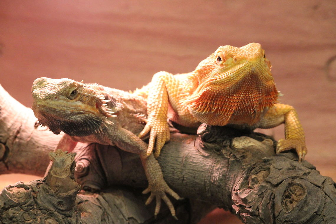Central bearded dragon  Berkenhof,Geotagged,Pogona vitticeps,The Netherlands