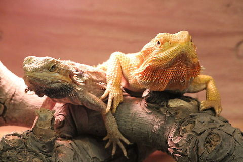 Central bearded dragon  Berkenhof,Geotagged,Pogona vitticeps,The Netherlands