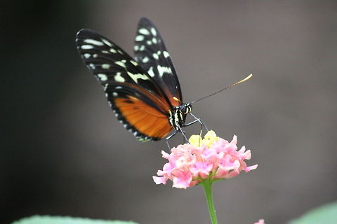 Golden Helicon  Berkenhof,Geotagged,Heliconius hecale,Tiger Longwing