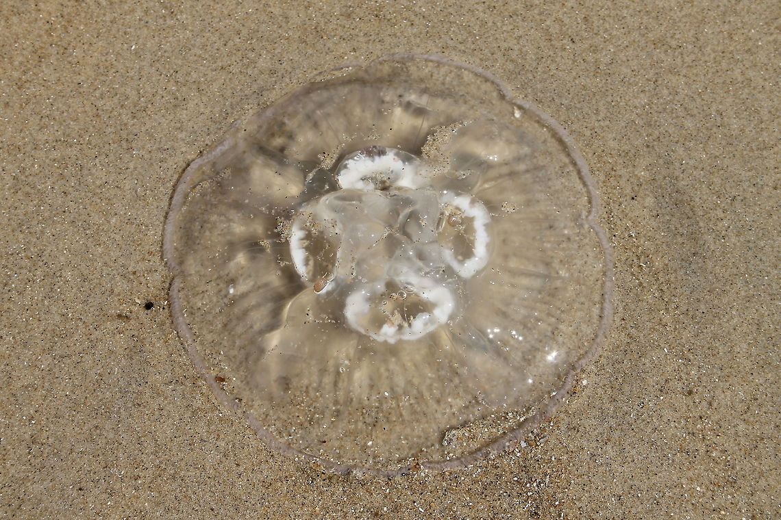 Jellyfish on the beach  API API,Aurelia aurita,Geotagged,The Netherlands