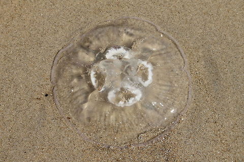 Jellyfish on the beach  API API,Aurelia aurita,Geotagged,The Netherlands
