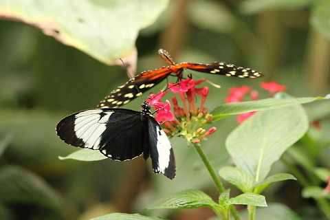 Cydno longwing and the Golden longwing  Berkenhof,Cydno Longwing,Geotagged,Heliconius cydno,The Netherlands