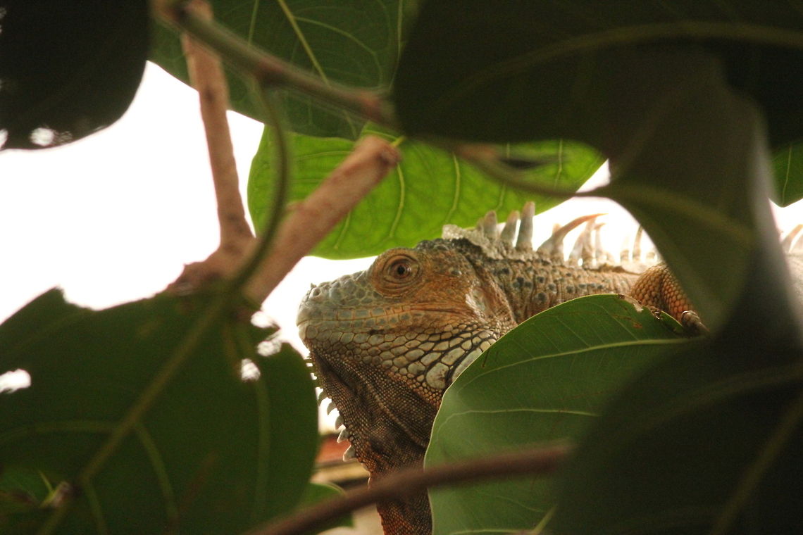 Hide and seek - the Green Iguana  Berkenhof,Geotagged,Green Iguana,Iguana iguana,The Netherlands