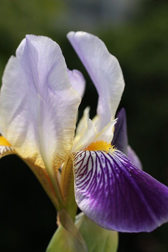 German Iris  Geotagged,Iris germanica,The Netherlands