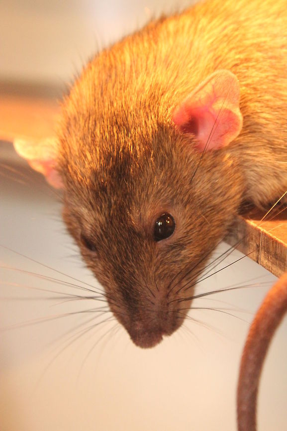 Brown rat  Brown rat,Geotagged,Rattus norvegicus,The Netherlands