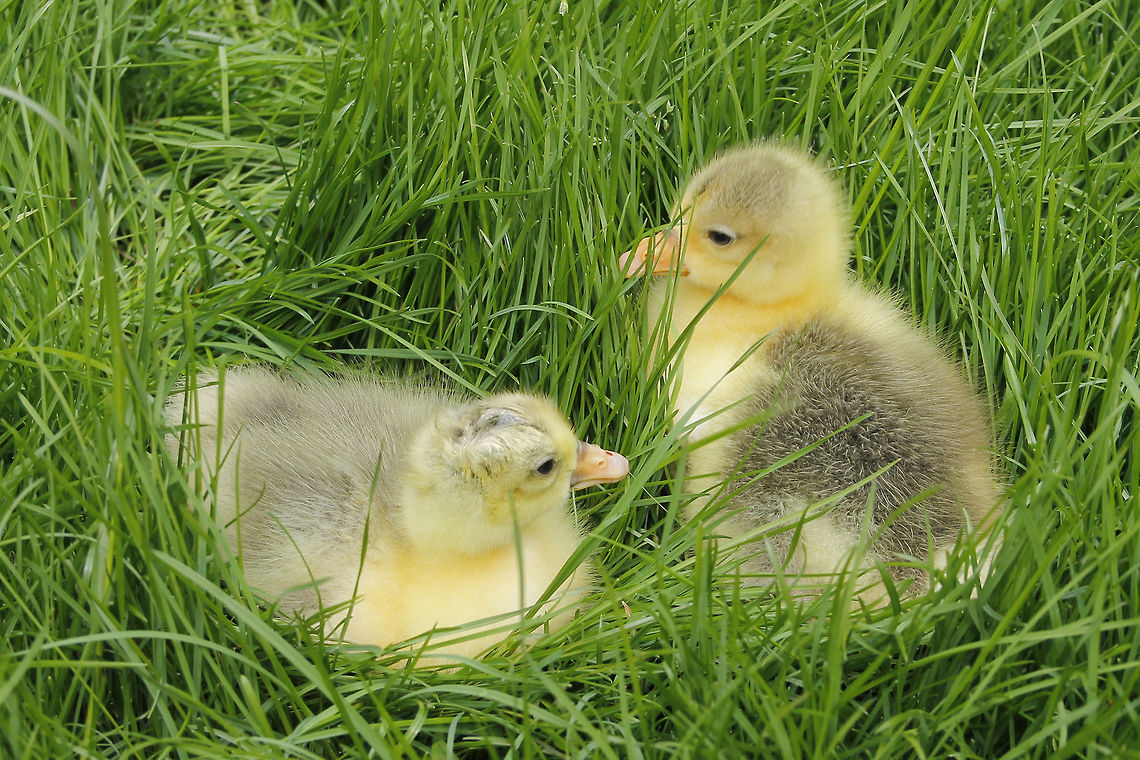 Two goose chicken Just 4 days old. Specie: &quot;Twentse landgans&quot;<br />
<a href="http://nl.wikipedia.org/wiki/Twentse_landgans" rel="nofollow">http://nl.wikipedia.org/wiki/Twentse_landgans</a> Anser anser,Geotagged,Greylag Goose,The Netherlands
