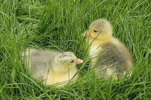 Two goose chicken Just 4 days old. Specie: "Twentse landgans"
http://nl.wikipedia.org/wiki/Twentse_landgans Anser anser,Geotagged,Greylag Goose,The Netherlands