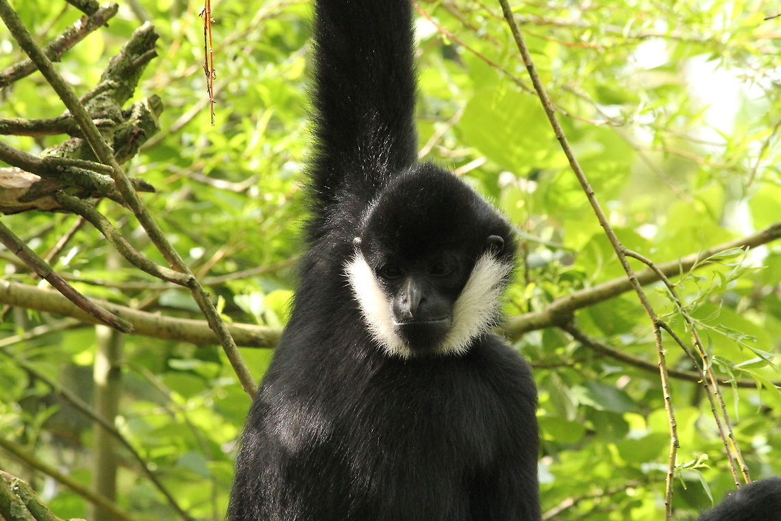 Male gibbon - who is watching who? Male gibons are black haired. The black crested gibbon is listed as critically endangered on the IUCN Red List. An estimated 1300 to 2000 individuals are left in the wild. Black crested gibbon,Geotagged,Nomascus concolor,The Netherlands,Zooparc Overloon