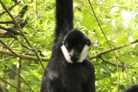Male gibbon - who is watching who? Male gibons are black haired. The black crested gibbon is listed as critically endangered on the IUCN Red List. An estimated 1300 to 2000 individuals are left in the wild. Black crested gibbon,Geotagged,Nomascus concolor,The Netherlands,Zooparc Overloon
