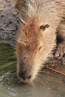 Thirsty capybara  Capybara,Geotagged,Hydrochoerus hydrochaeris,The Netherlands,Zooparc Overloon
