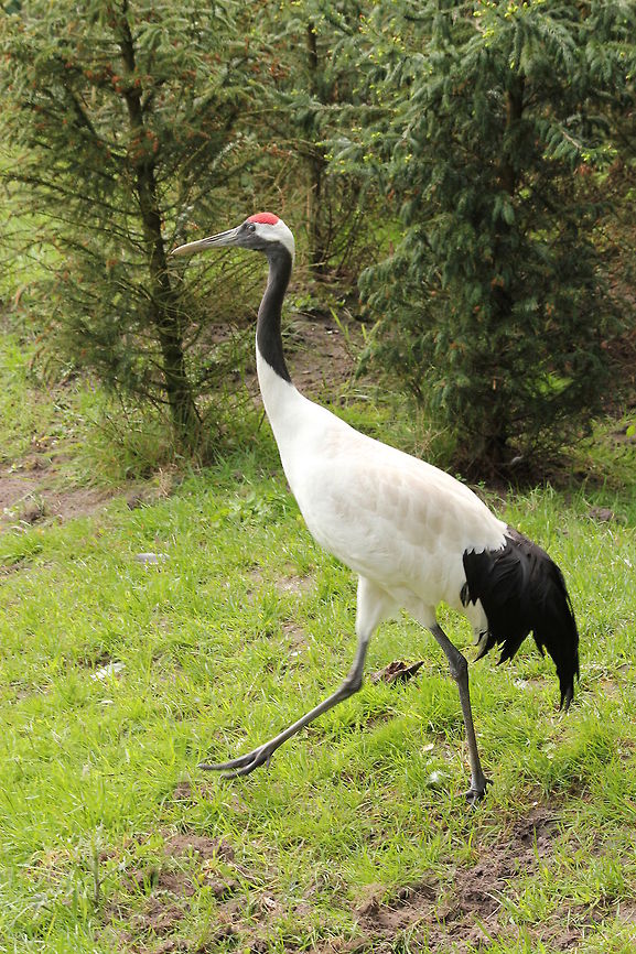 The Red-crowned Crane march  Geotagged,Grus japonensis,Red-crowned Crane,The Netherlands,Zooparc Overloon