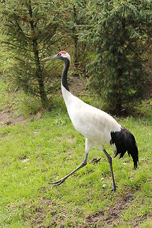 The Red-crowned Crane march  Geotagged,Grus japonensis,Red-crowned Crane,The Netherlands,Zooparc Overloon