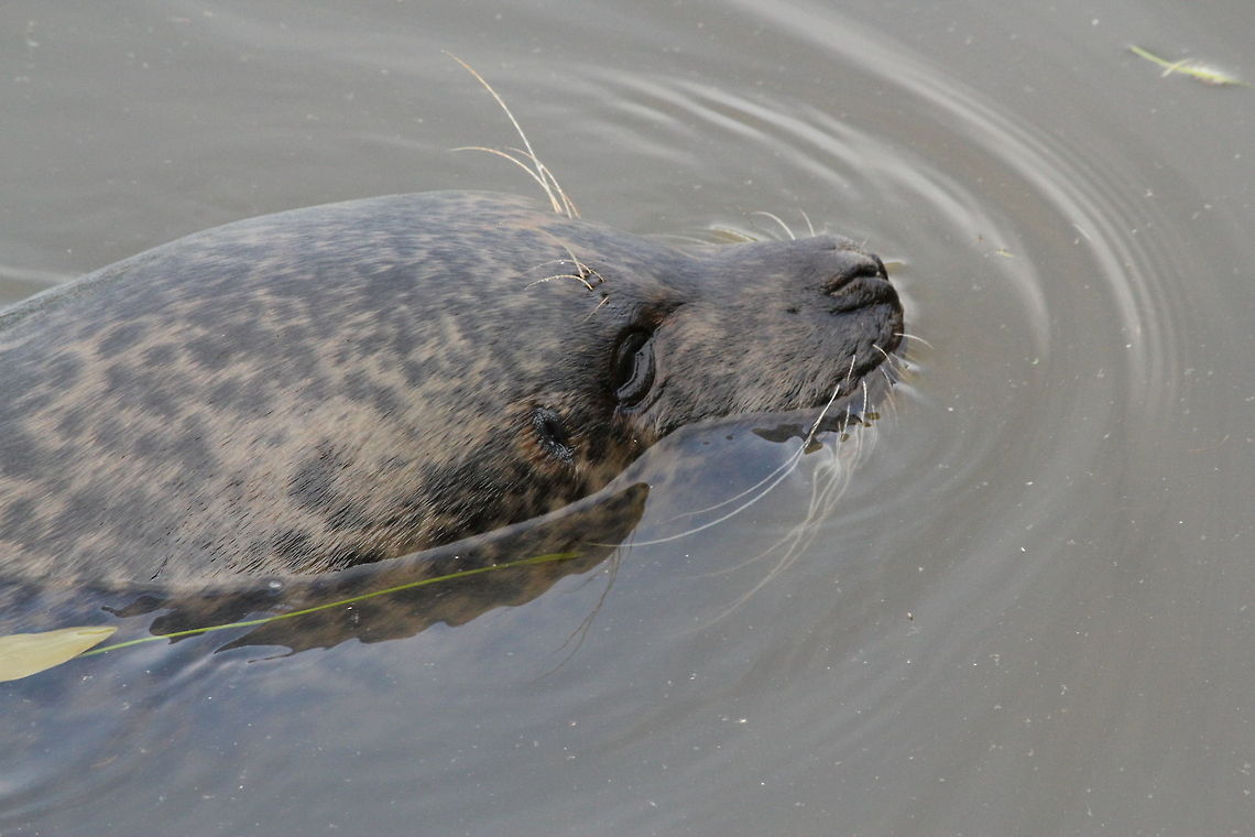 Harbor seal  Geotagged,Harbor,Phoca vitulina,The Netherlands,Zooparc Overloon,common or harbour seal