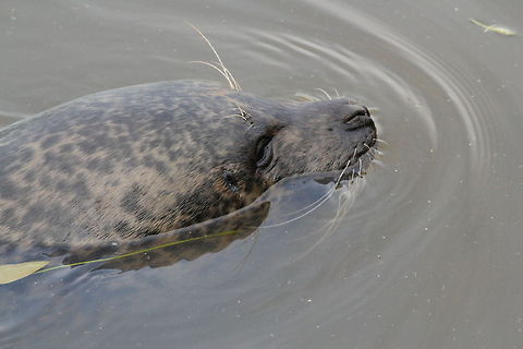 Harbor seal  Geotagged,Harbor,Phoca vitulina,The Netherlands,Zooparc Overloon,common or harbour seal