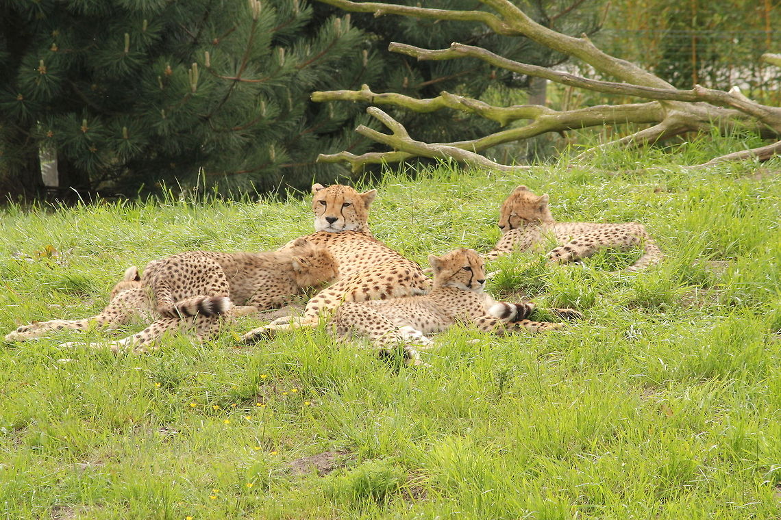 Cheetah with cups  Acinonyx jubatus,Cheetah,Geotagged,The Netherlands,Zooparc Overloon
