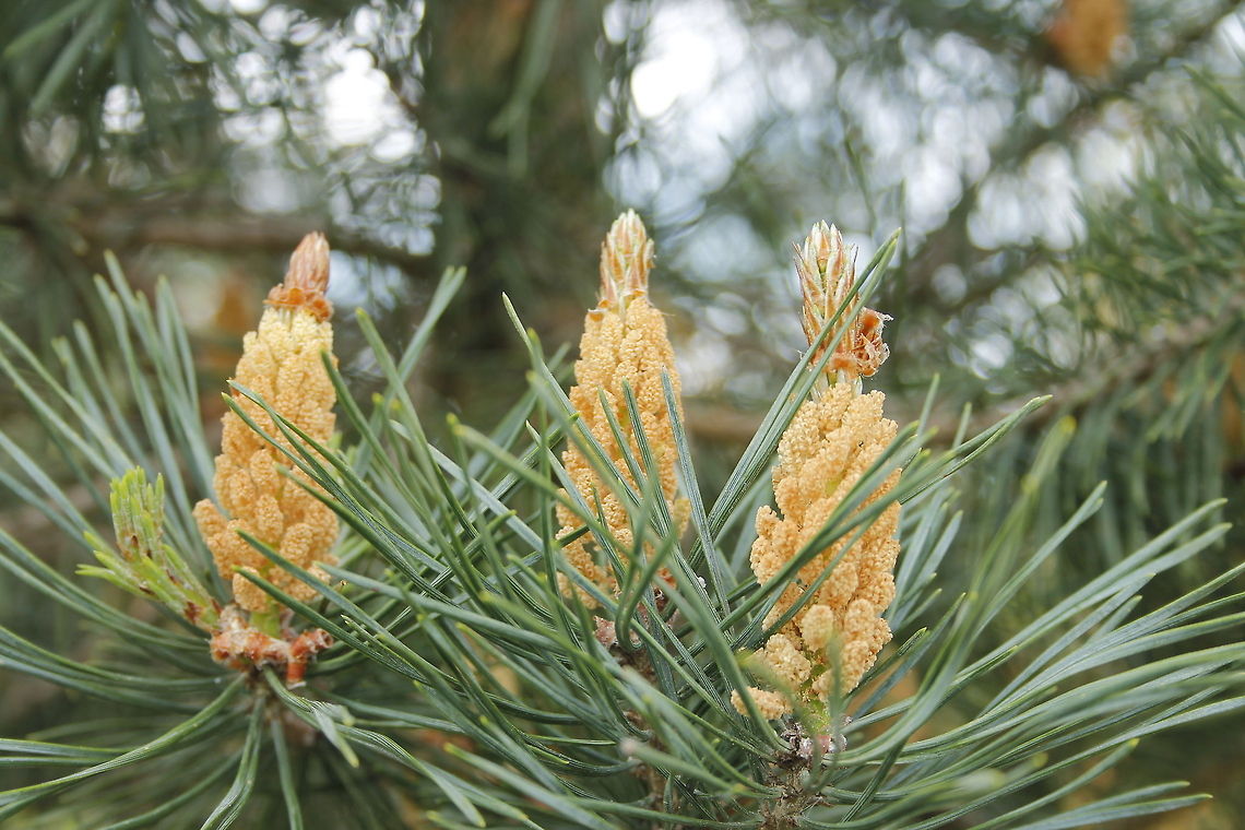 Scots Pine  Geotagged,Pinus sylvestris,Scots Pine,The Netherlands