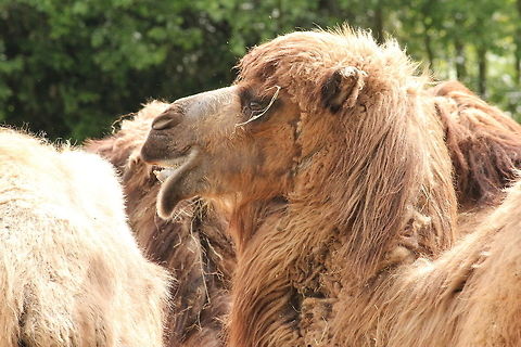 Did I brush my teeth well? Bactrian camel Bactrian camel,Camelus bactrianus,Geotagged,The Netherlands,Zooparc Overloon