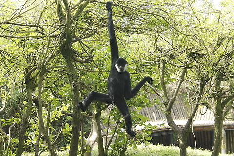 Oops, sorry I need to water the plants - so watch out! Black crested gibbon Black crested gibbon,Geotagged,Nomascus concolor,The Netherlands,Zooparc Overloon