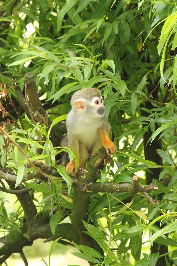 Squirrel monkey I always have to think about Pippi Longstocking with mr. Nilsson ;) Common squirrel monkey,Geotagged,Saimiri sciureus,The Netherlands,Zooparc Overloon