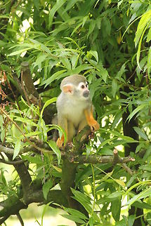 Squirrel monkey I always have to think about Pippi Longstocking with mr. Nilsson ;) Common squirrel monkey,Geotagged,Saimiri sciureus,The Netherlands,Zooparc Overloon
