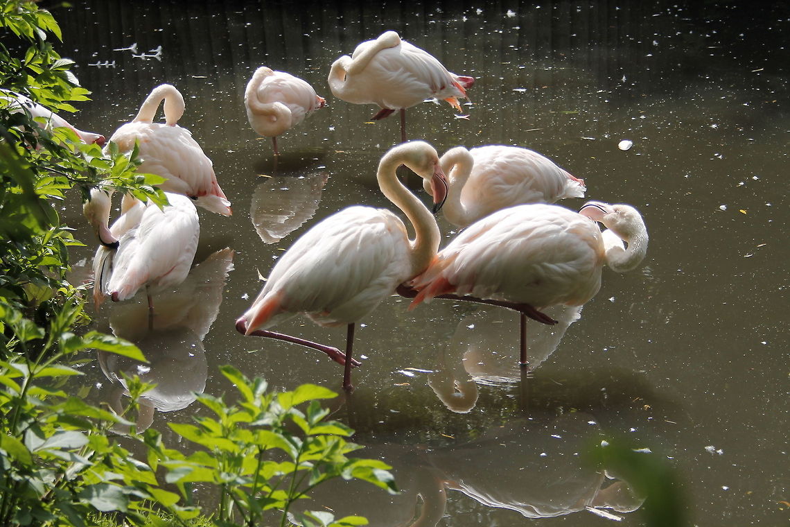 Greater Flamingo  Geotagged,Greater Flamingo,Phoenicopterus roseus,The Netherlands,Zooparc Overloon