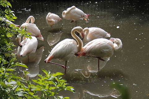 Greater Flamingo  Geotagged,Greater Flamingo,Phoenicopterus roseus,The Netherlands,Zooparc Overloon