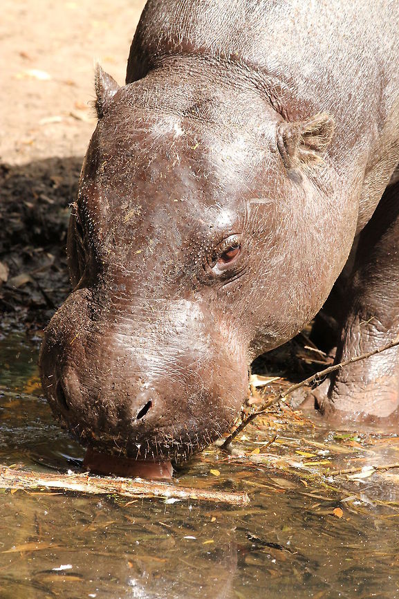 Thirsty pygmy hippopptamus  Choeropsis liberiensis,Geotagged,Pygmy Hippopotamus,The Netherlands,Zooparc Overloon,overloon,zoo