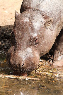 Thirsty pygmy hippopptamus  Choeropsis liberiensis,Geotagged,Pygmy Hippopotamus,The Netherlands,Zooparc Overloon,overloon,zoo