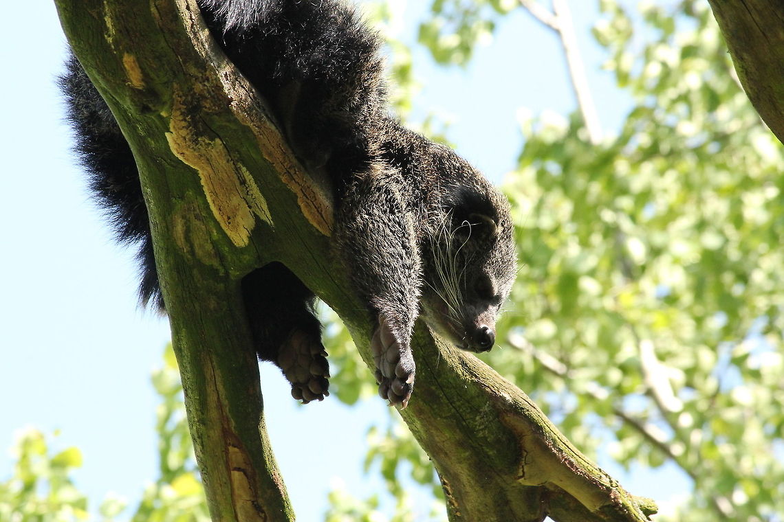 Feeling lazy... Did you know they smell a bit like sweet popcorn? May be someone can do the test?<br />
(In Dutch: beermarter) Arctictis binturong,Binturong,Geotagged,The Netherlands,Zooparc Overloon