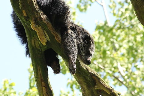 Feeling lazy... Did you know they smell a bit like sweet popcorn? May be someone can do the test?
(In Dutch: beermarter) Arctictis binturong,Binturong,Geotagged,The Netherlands,Zooparc Overloon