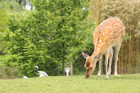 Fallow deer Punk hairstyle Dama dama,Fallow Deer,Geotagged,The Netherlands,Zooparc Overloon