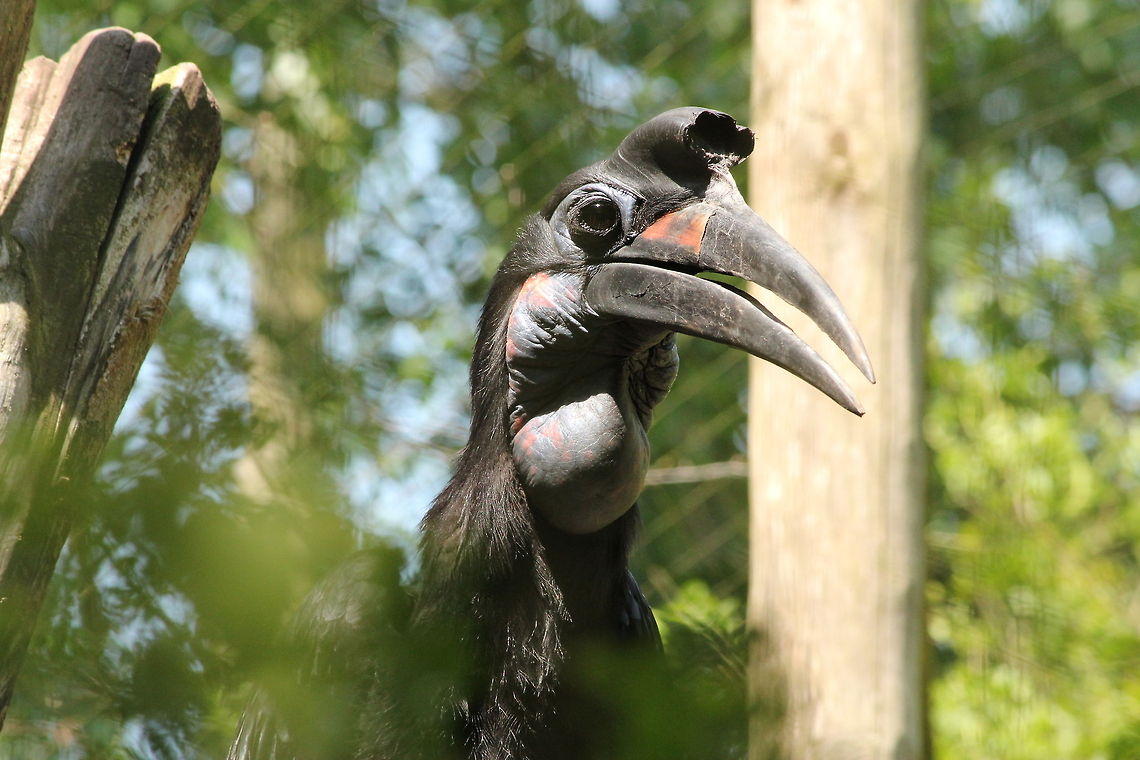 Abyssinian Ground Hornbill The Abyssinian Ground Hornbill weighs about three kilograms, and has long bare legs for walking. The male has a red throat pouch and the female has a blue throat pouch. Modified feathers form long eyelashes, which protect their eyes from dust. Abyssinian Ground Hornbill,Bucorvus abyssinicus,Geotagged,The Netherlands,Zooparc Overloon