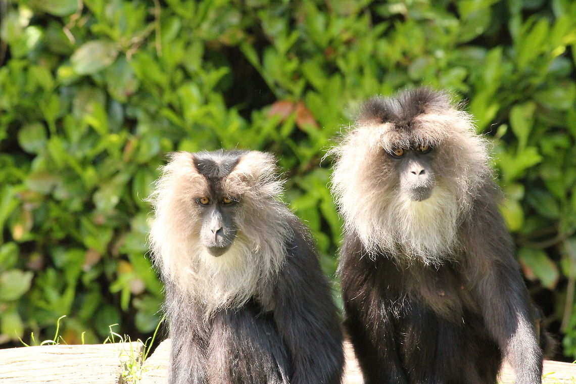 Who is watching who? Lion-tailed macaque (in Dutch: baardaap) Geotagged,Lion-tailed macaque,Macaca silenus,The Netherlands,Zooparc Overloon