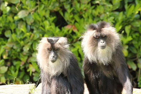 Who is watching who? Lion-tailed macaque (in Dutch: baardaap) Geotagged,Lion-tailed macaque,Macaca silenus,The Netherlands,Zooparc Overloon