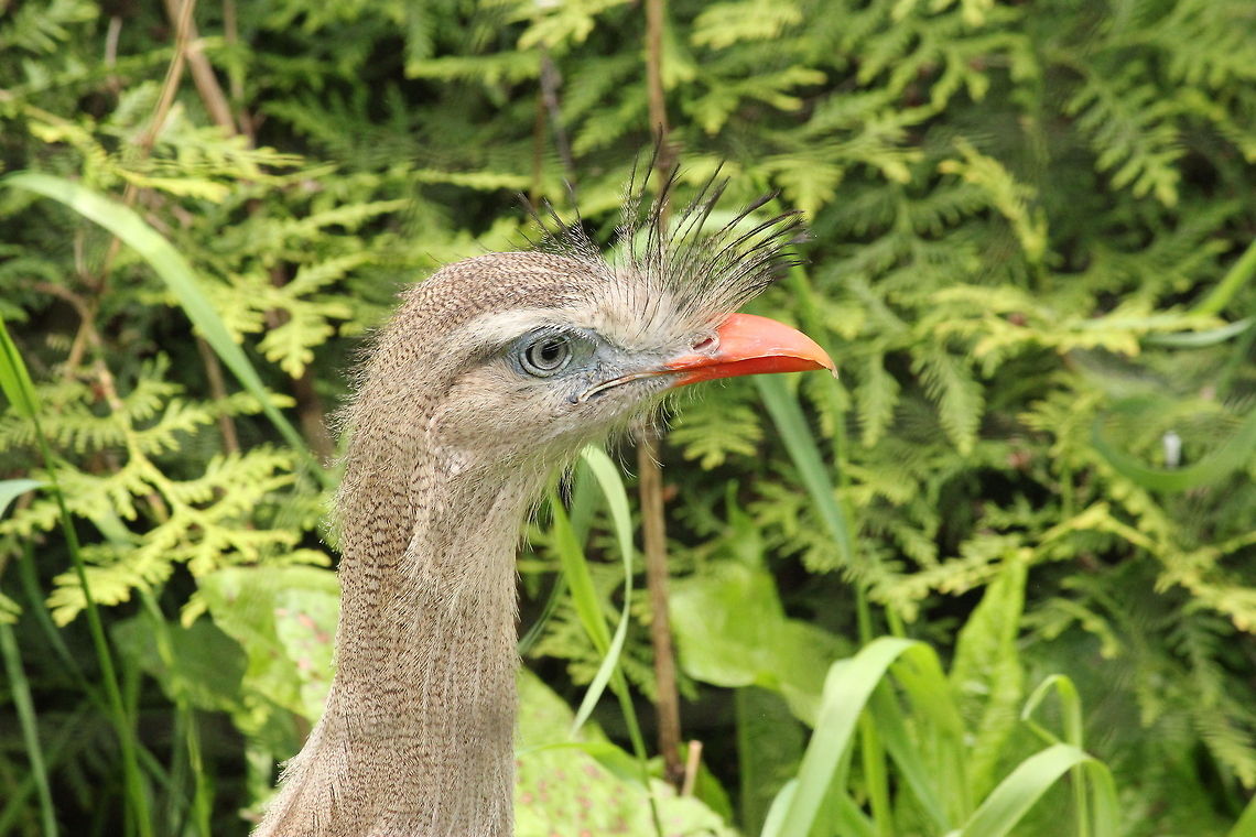 Red-legged Seriema  Cariama cristata,Geotagged,Red-legged Seriema,The Netherlands,Zooparc Overloon