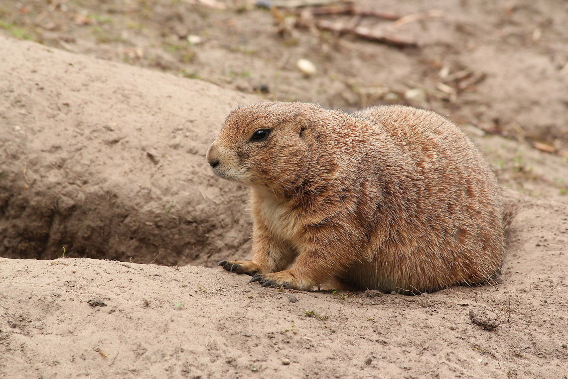 Black-tailed prairie dog cynomys LUDOvicianus<br />
<br />
These animals bark like dogs. Black-tailed prairie dog,Cynomys ludovicianus,Geotagged,The Netherlands,Zooparc Overloon