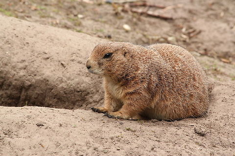 Black-tailed prairie dog cynomys LUDOvicianus

These animals bark like dogs. Black-tailed prairie dog,Cynomys ludovicianus,Geotagged,The Netherlands,Zooparc Overloon