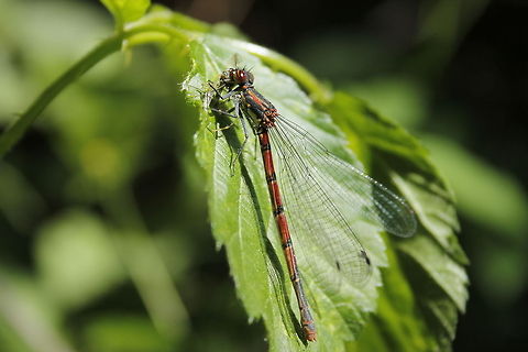 I'm taking a snack This large red damselfly is eating another winged insect. Geotagged,Large Red Damselfly,Pyrrhosoma nymphula,The Netherlands