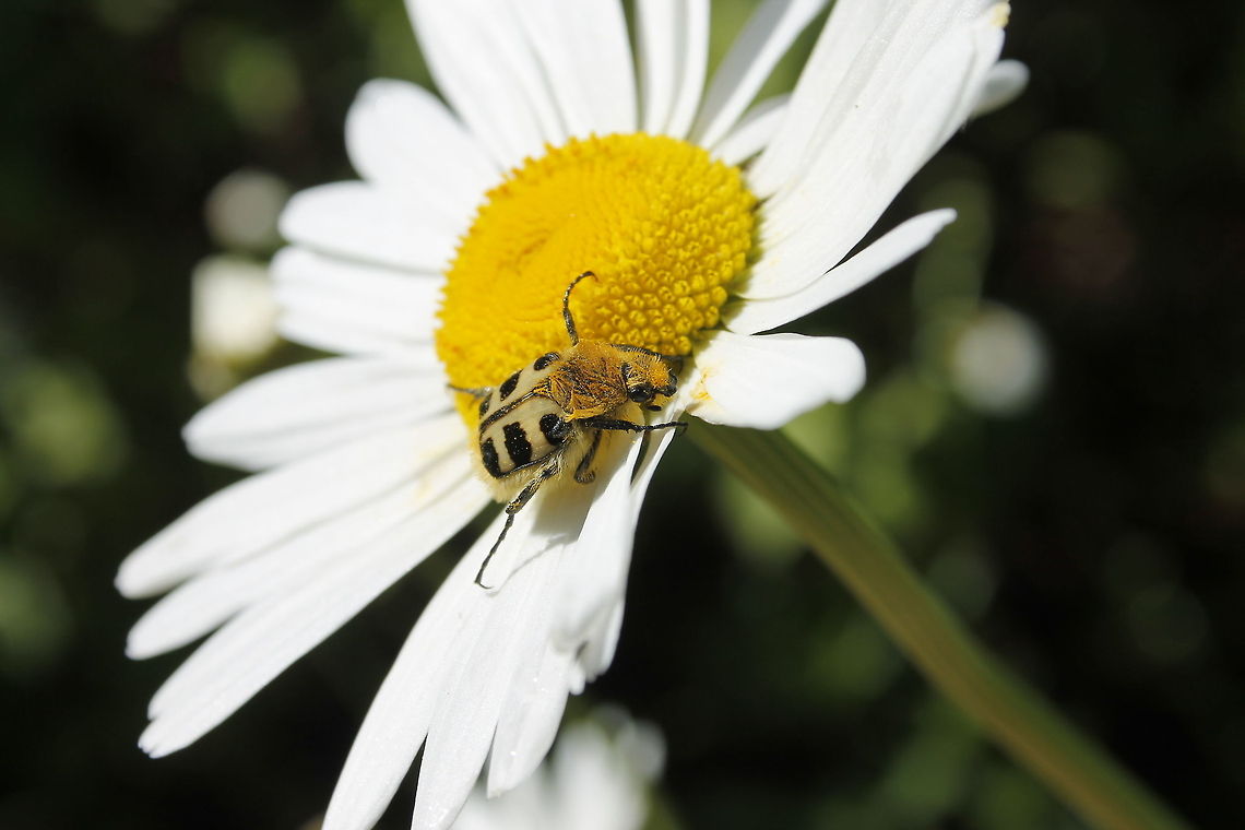 Bee Beetle This bee beetle is eating pollen. Geotagged,The Netherlands,Trichius gallicus