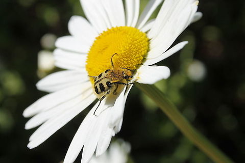 Bee Beetle This bee beetle is eating pollen. Geotagged,The Netherlands,Trichius gallicus