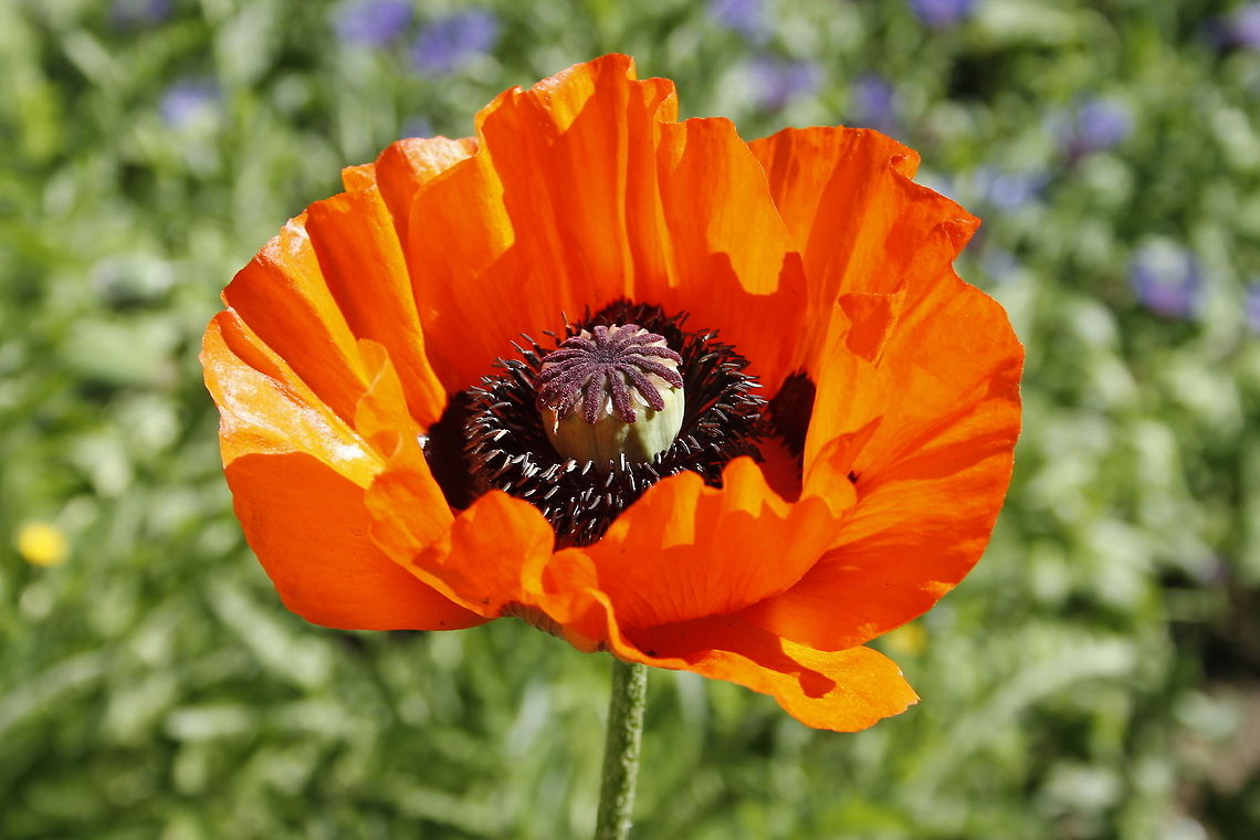 Red Poppy  Geotagged,Opium Poppy,Papaver rhoeas,Papaver somniferum,The Netherlands