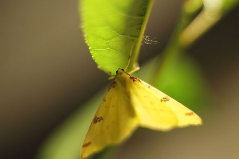 Brimstone Moth Just saw this lovely butterfly flying around in the evening, attracted by the artificial light. Brimstone Moth,Geotagged,Opisthograptis luteolata,The Netherlands
