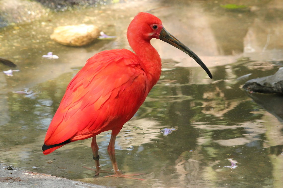Scarlet Ibis  Eudocimus ruber,Geotagged,Scarlet Ibis,The Netherlands,Zooparc Overloon