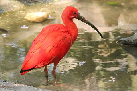 Scarlet Ibis  Eudocimus ruber,Geotagged,Scarlet Ibis,The Netherlands,Zooparc Overloon