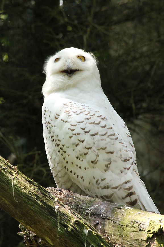 Snowy Owl  Bubo scandiacus,Geotagged,Snowy Owl,The Netherlands,Zooparc Overloon