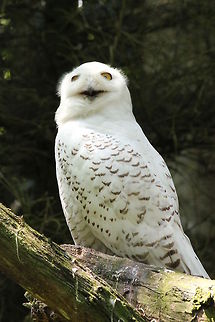 Snowy Owl  Bubo scandiacus,Geotagged,Snowy Owl,The Netherlands,Zooparc Overloon